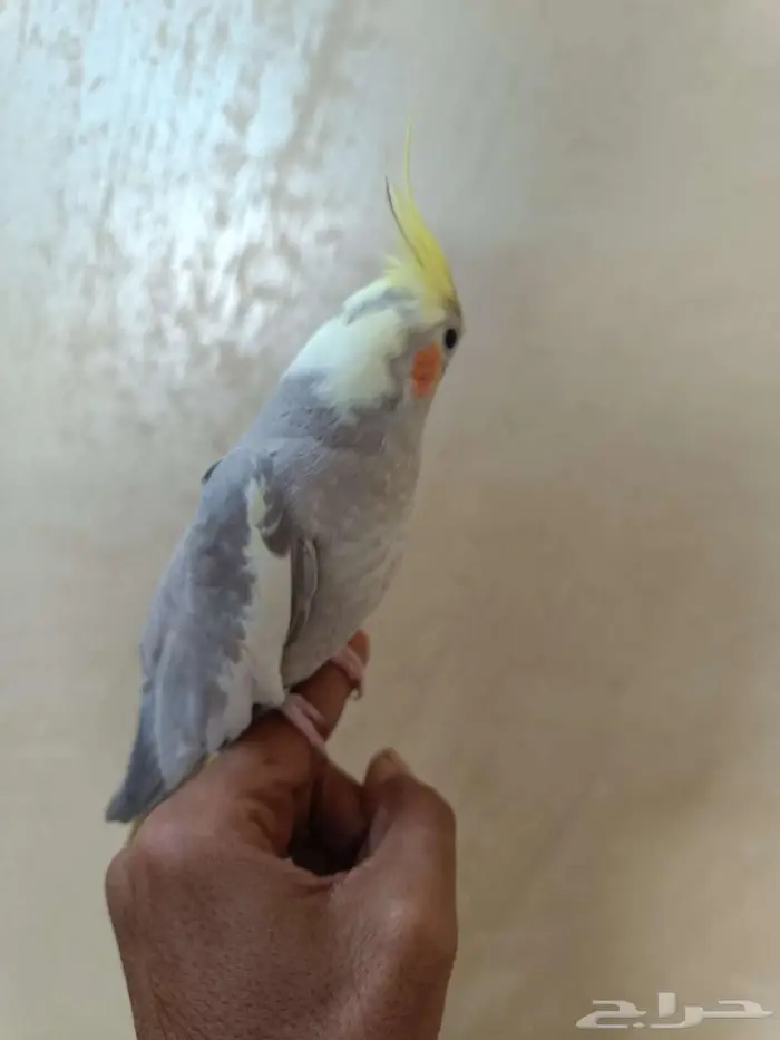للبيع كروان الليف جدااا 1