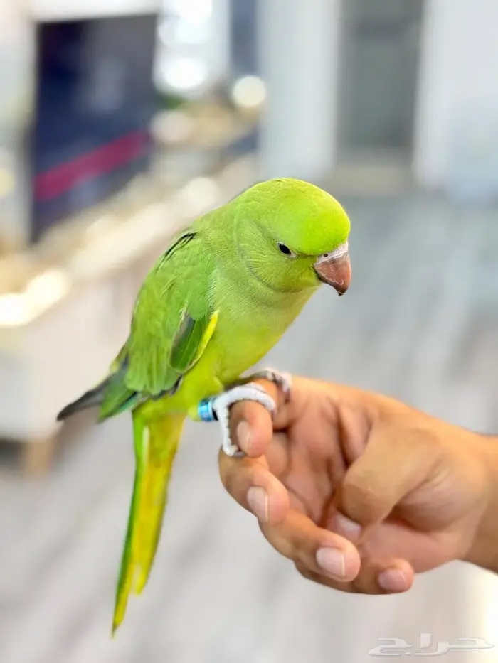 ذكر دره اليف 2
