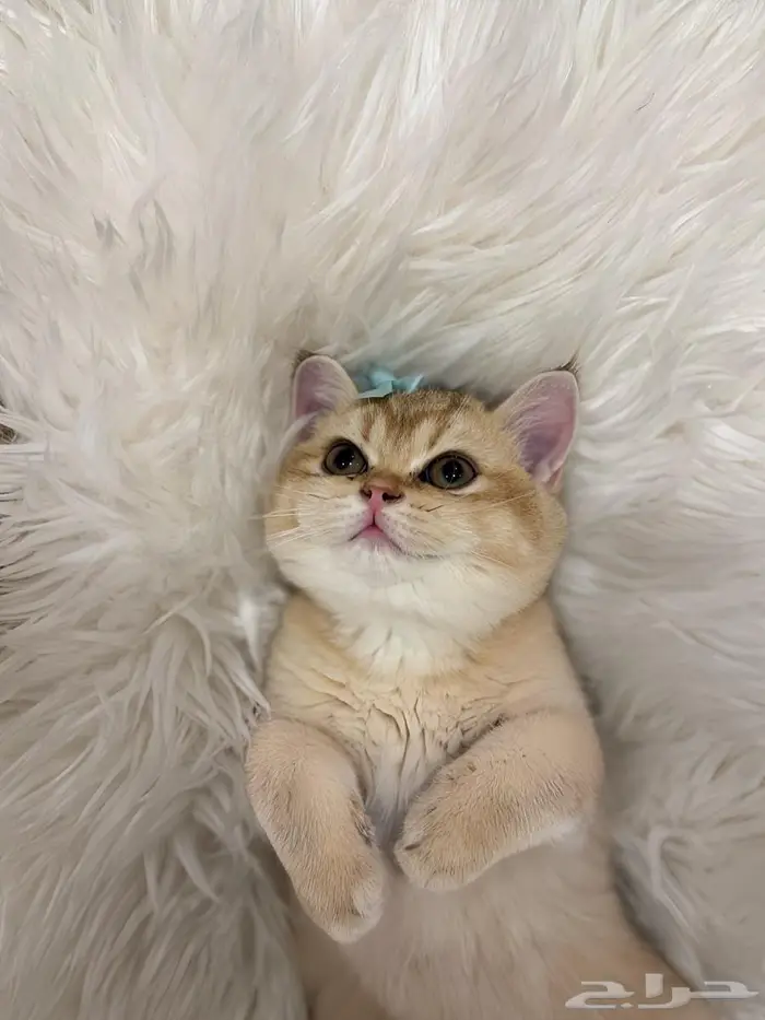 قطة سكوتش ستريت للبيع بسعر مغري 1