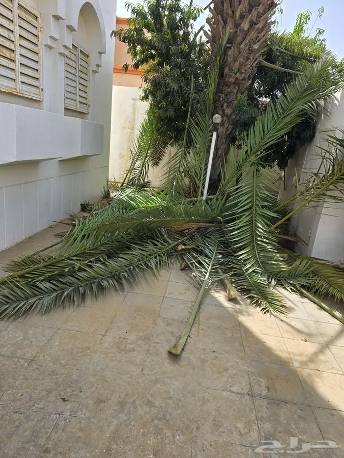 سعف نخيل بلجرشي الحمران 0