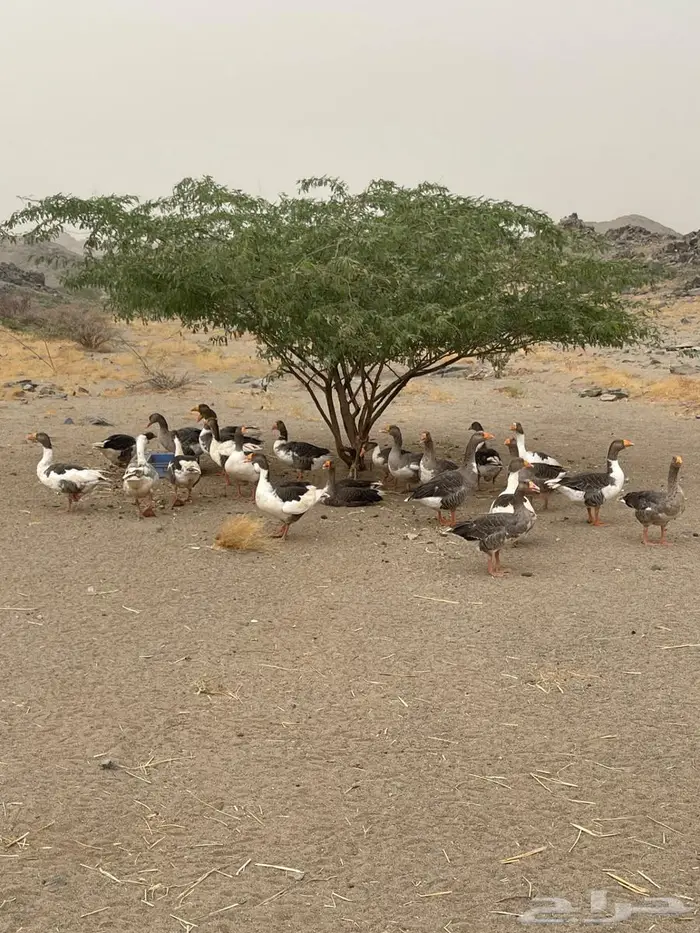 وز للبيع 6