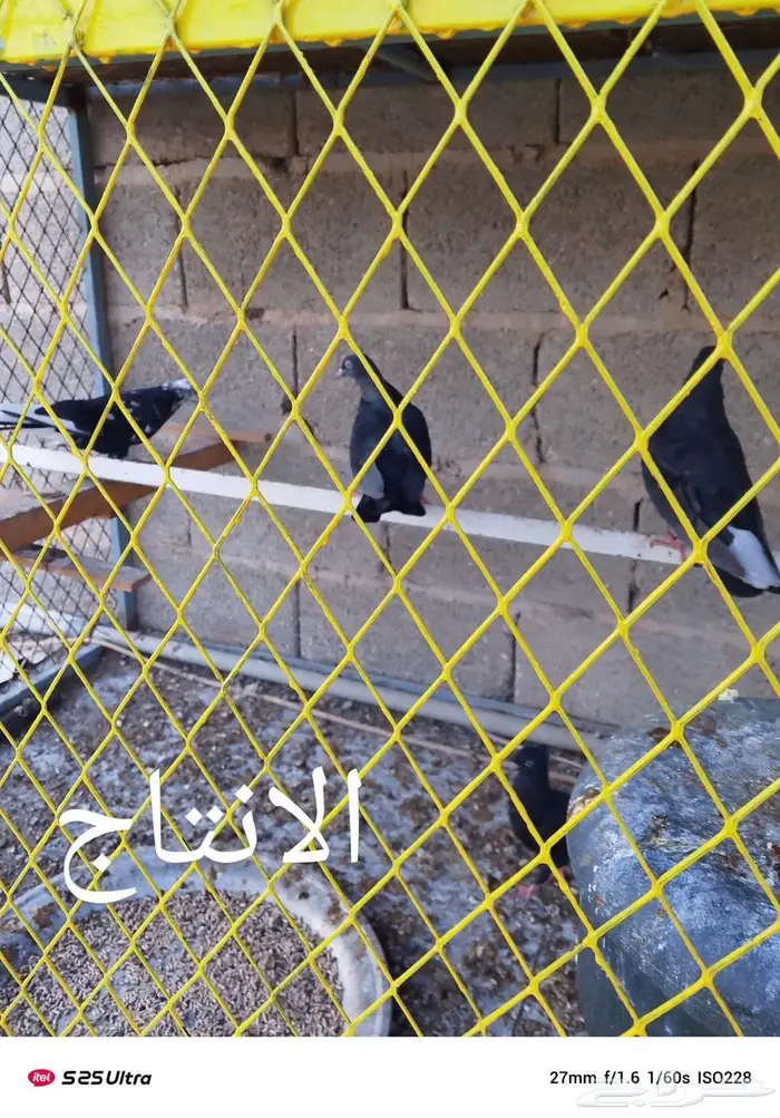 حمام قطايف للبيع 1