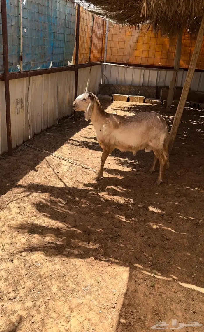 ساكني ولاد الديره 0