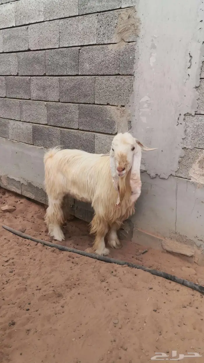 تيس فحل كريمي رباع 2