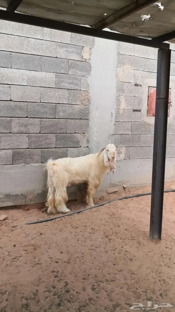 تيس فحل كريمي رباع 4
