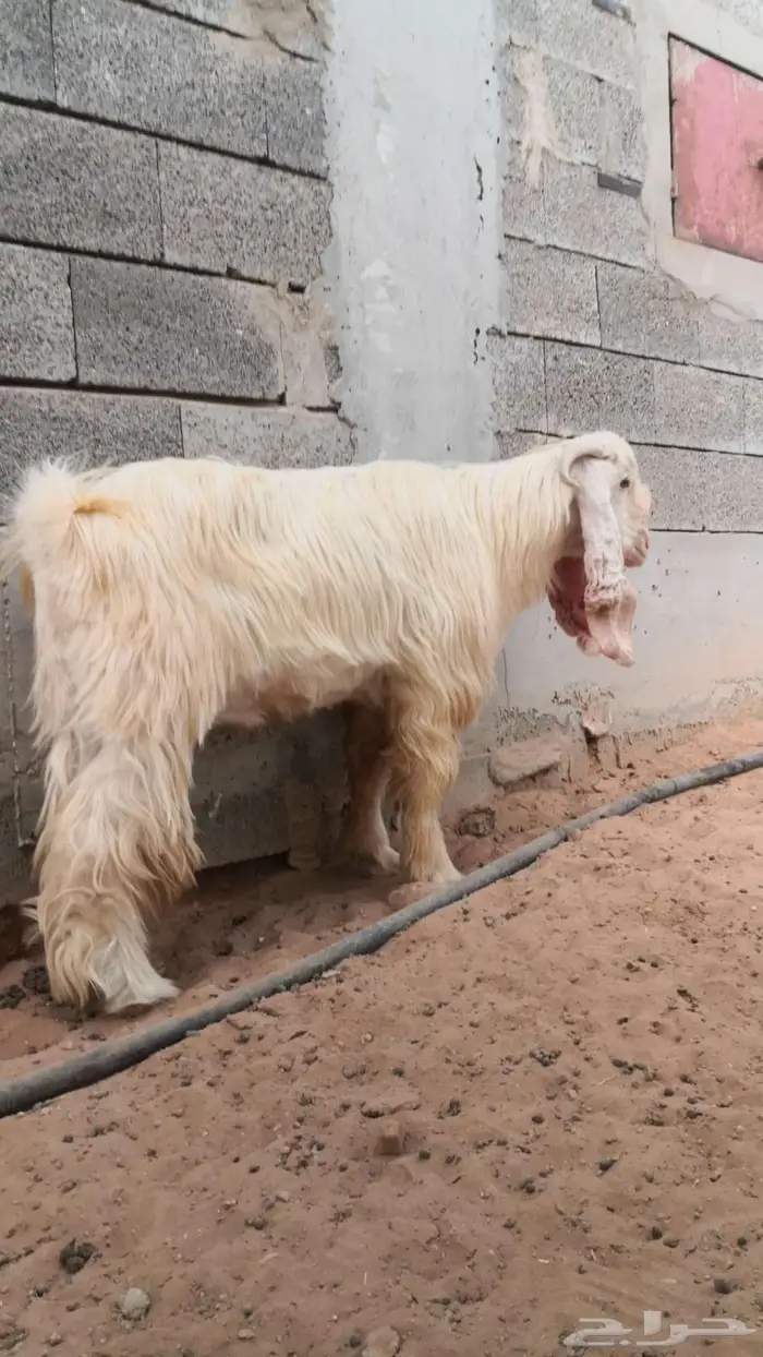 تيس فحل كريمي رباع 6