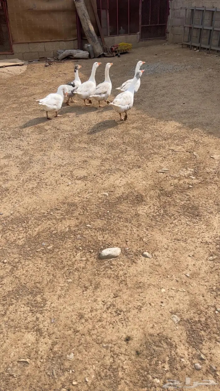 وز للبيع 0