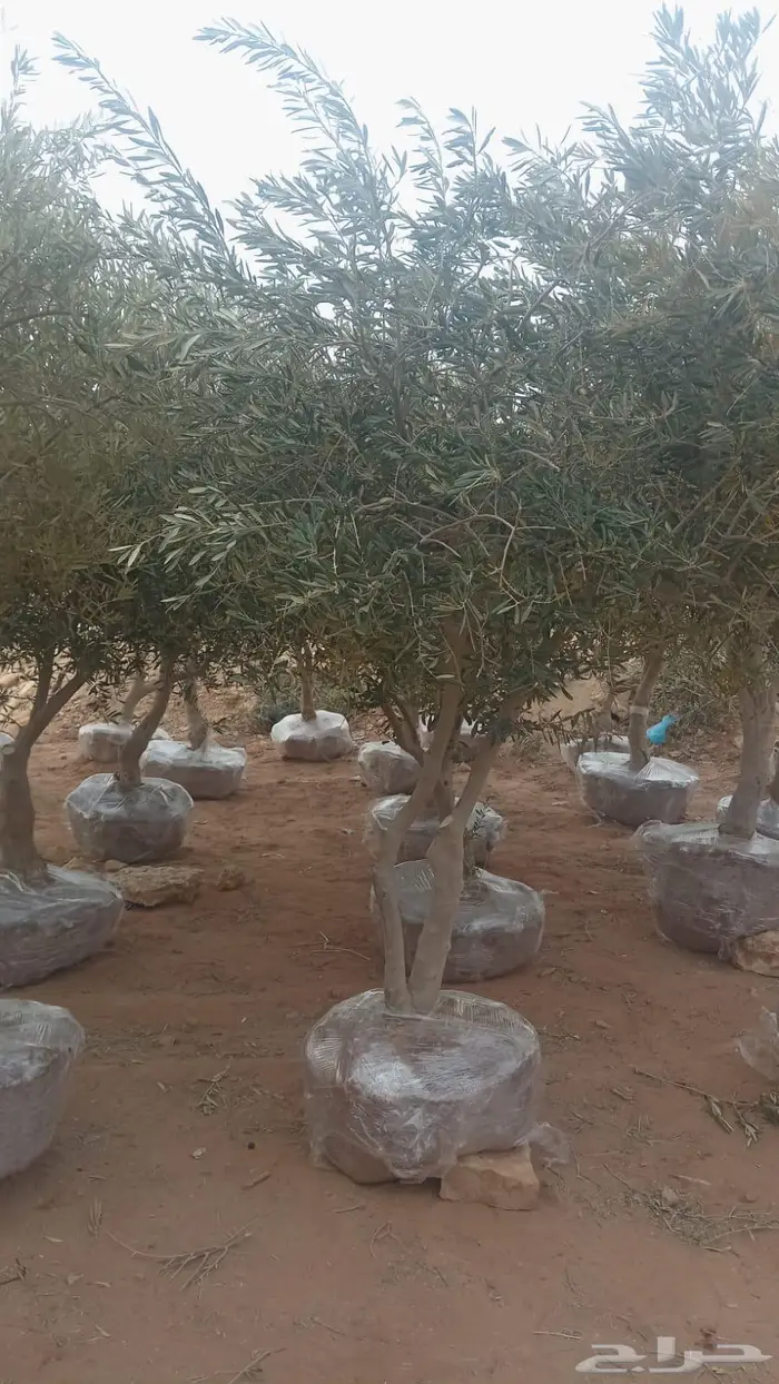 مشتل زراعي متخصص في تنسيق الحدائق 10