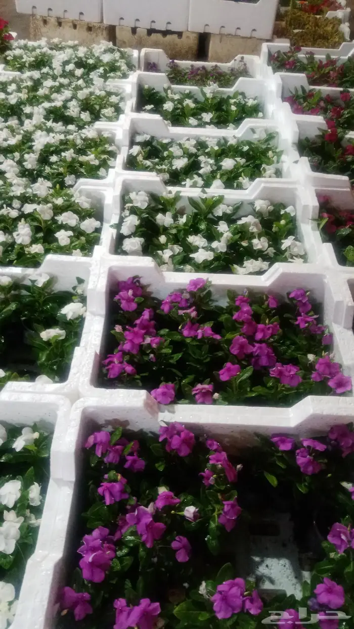 مشتل زراعي متخصص في تنسيق الحدائق 13