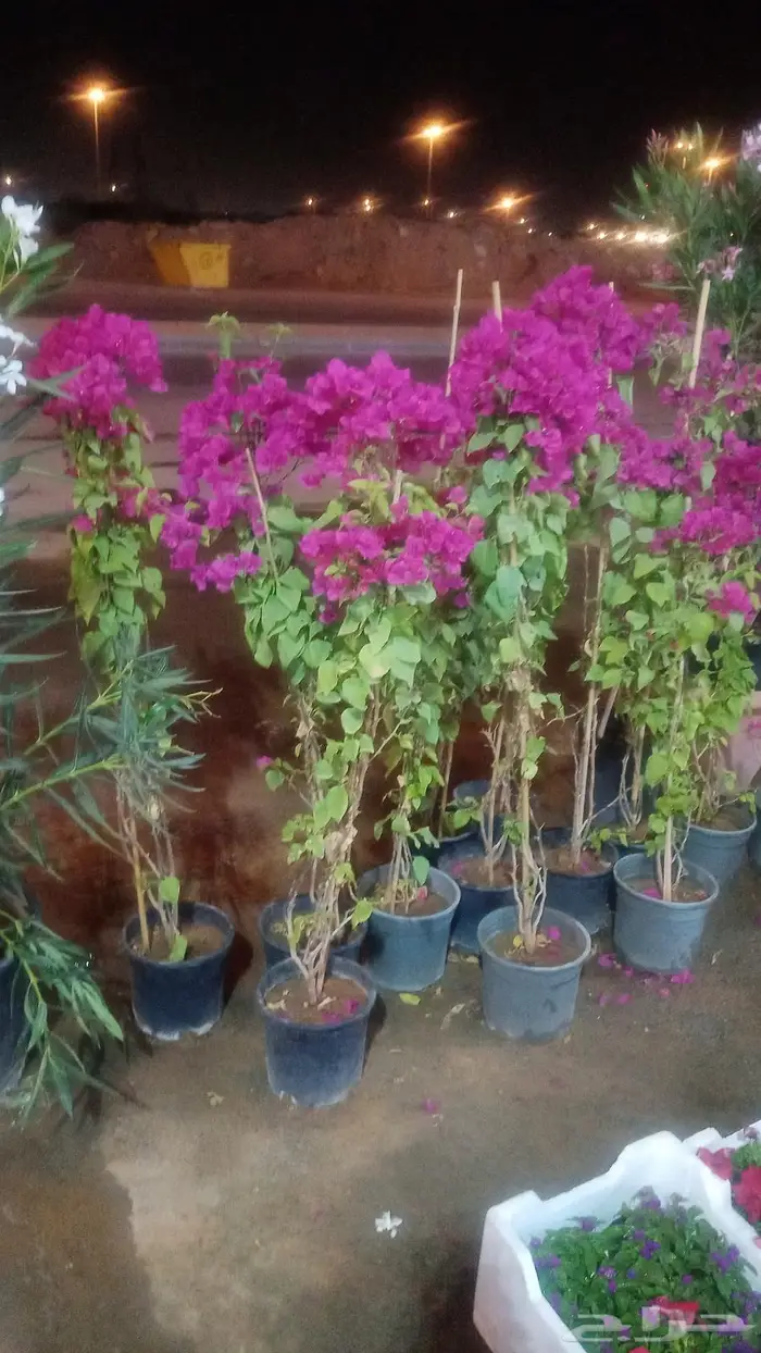 مشتل زراعي متخصص في تنسيق الحدائق 11