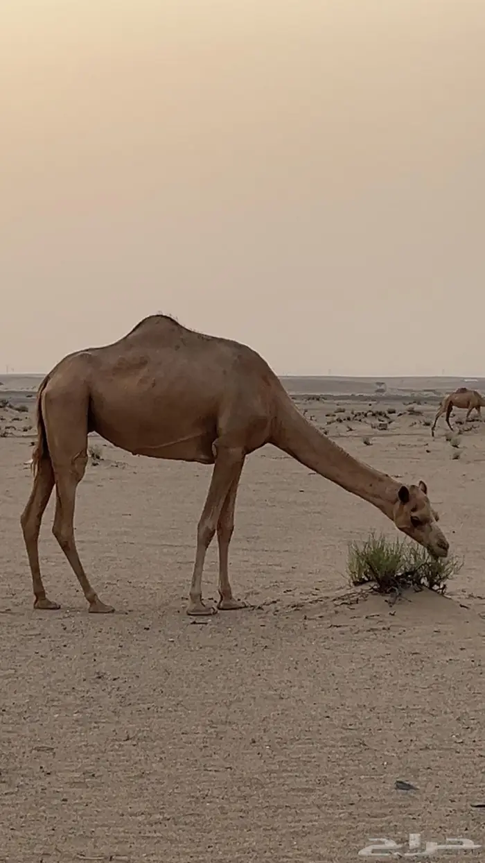 ناقه حايل للبيع 1