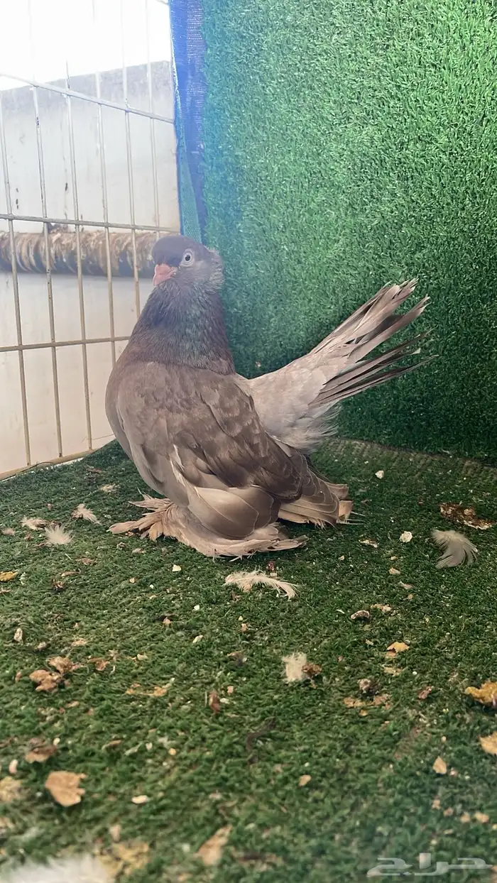 كرنقو جوز 4