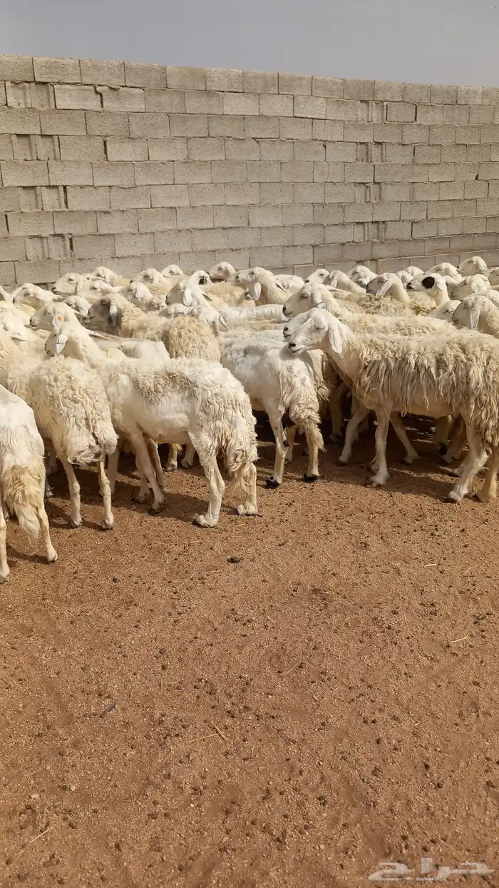 غنم طيبه مراح واحد العدد95 معها فحول 2 3