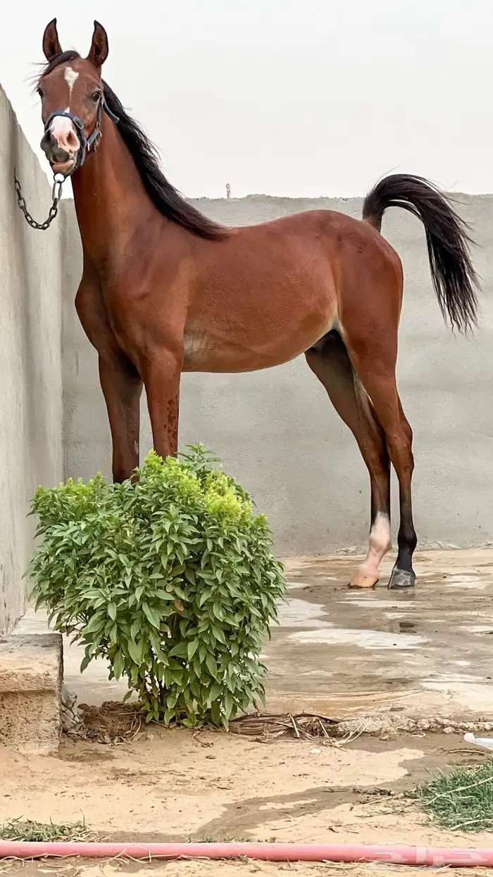 مهر واهو البيع شعبي لعدم تسجيل تنازل المالك الاول 0