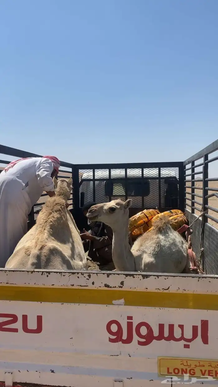 حاشي سباق للبيع هو وامه 3