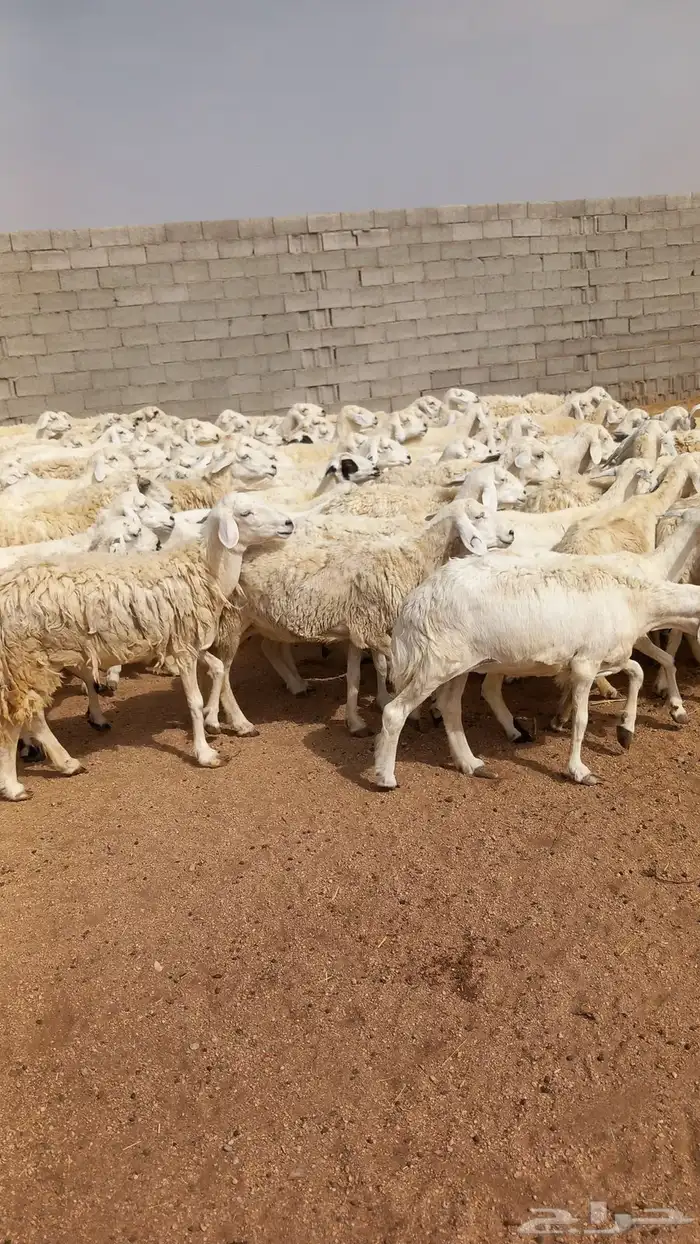 غنم طيبه مراح واحد العدد95 معها فحول 2 4