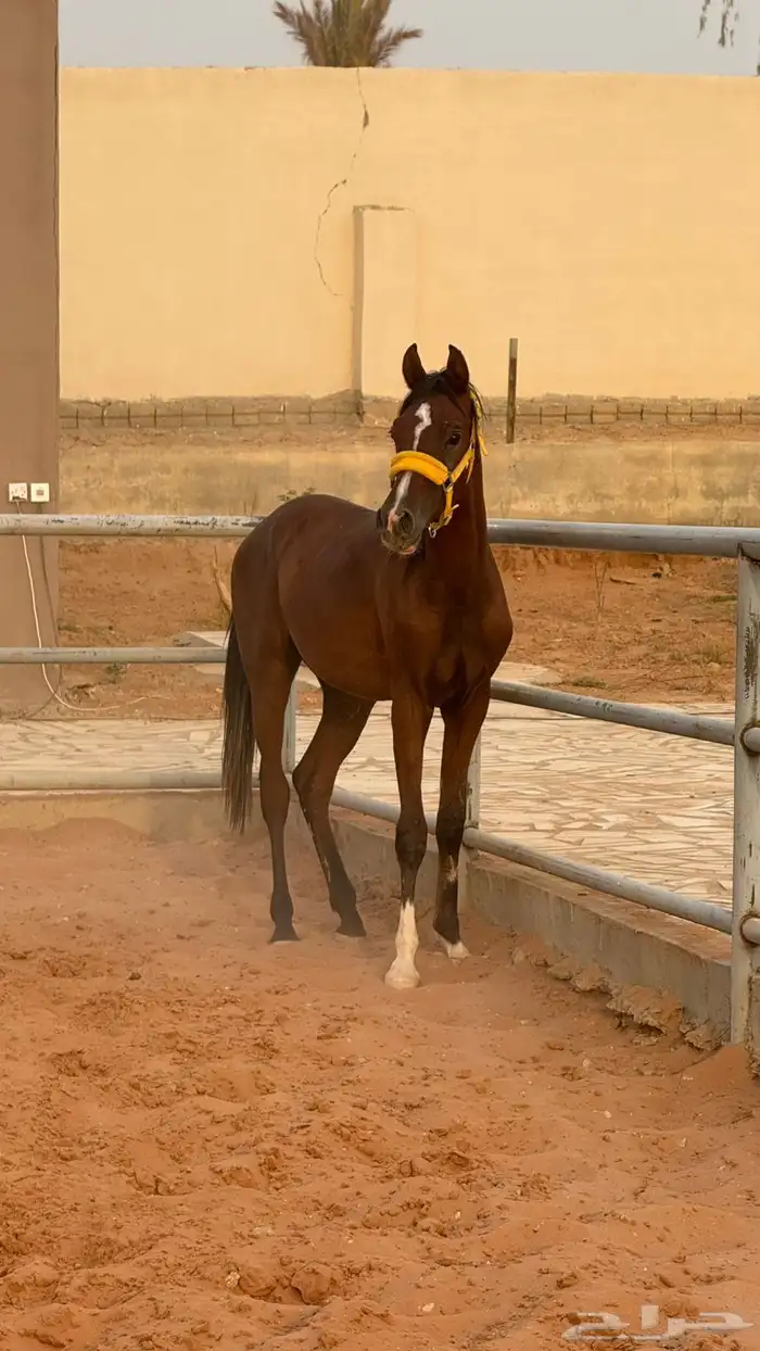 خيل 1