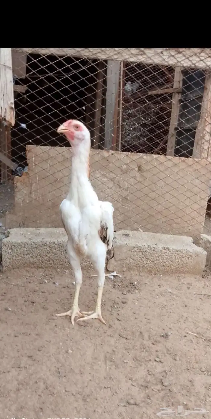 زوج فروخ شامو ياباني 5