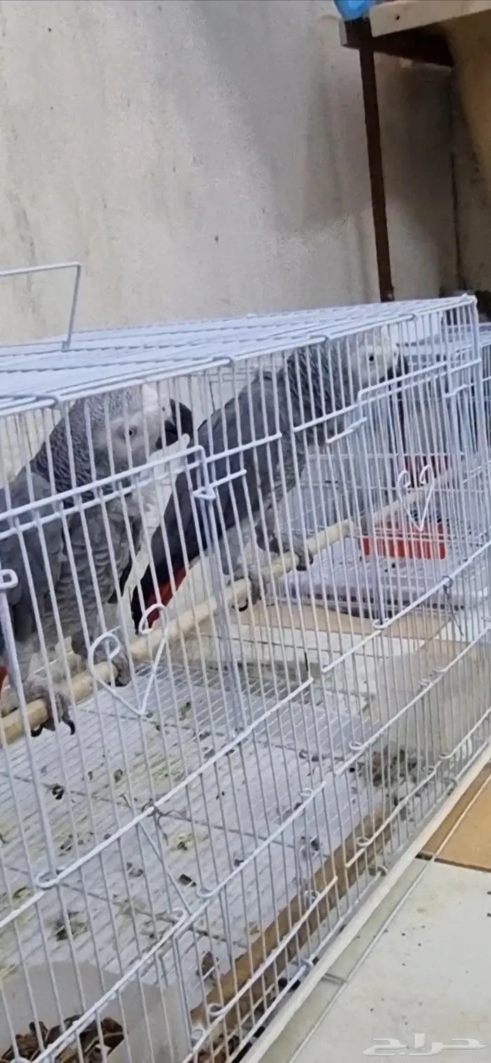 زوج ببغاء كاسكو منتج و متكلم فرصة لمحبي الانتاج 1