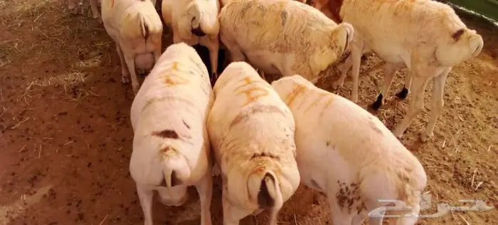 برابر أوزان جبر بأسعار ممتازة 3