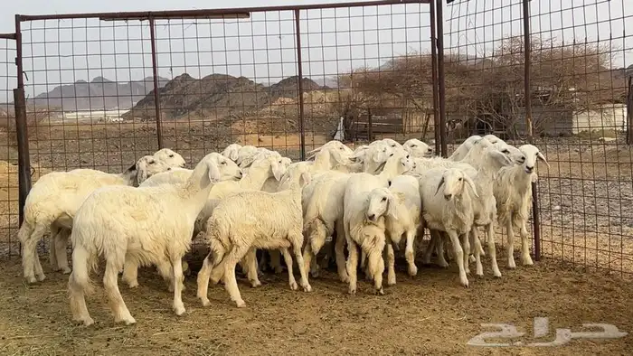 رخال حرش حريه طيبه 1
