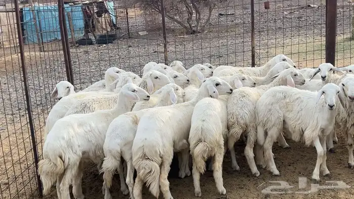رخال حرش حريه طيبه 3