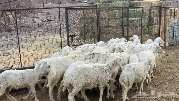 رخال حرش حريه طيبه 2