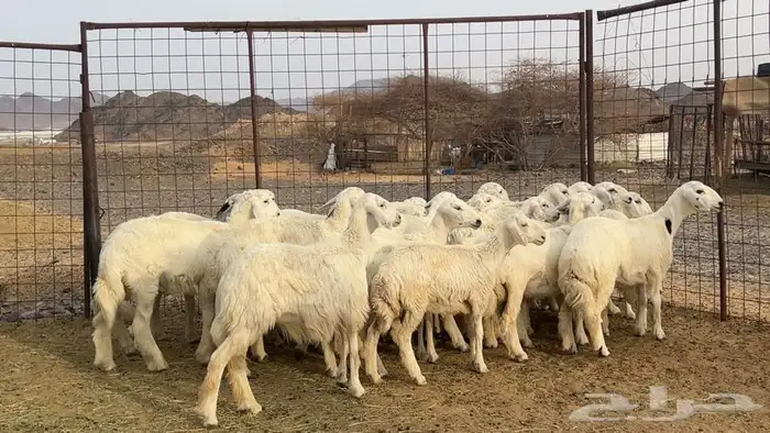 رخال حرش حريه طيبه 6