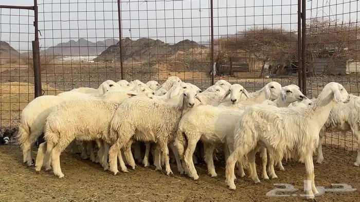 رخال حرش حريه طيبه 4