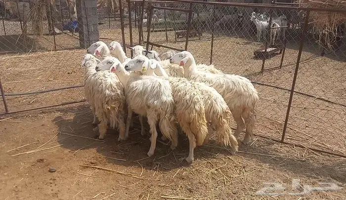 رخال مراح واحد 0