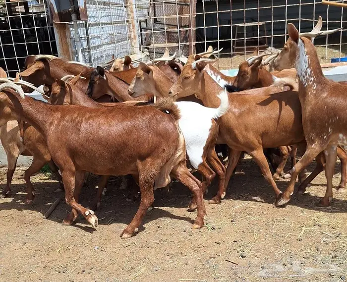 معزا دهم طيبه شي فاخر العدد 15 با الفحل دفيع للقناي 3