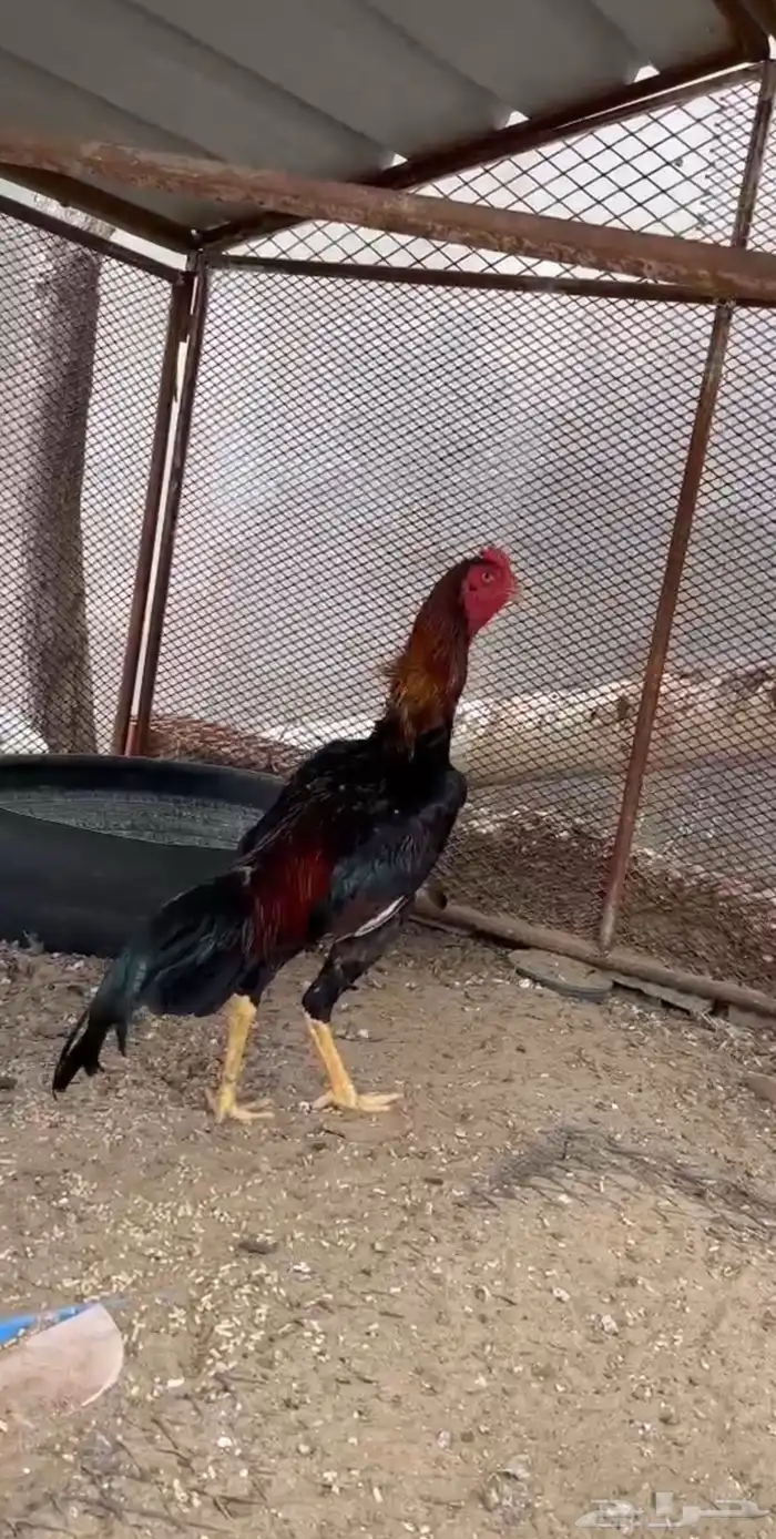 دييك شامو 1