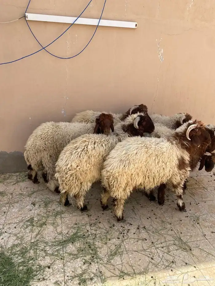 خرفان نعيم للبيع 3