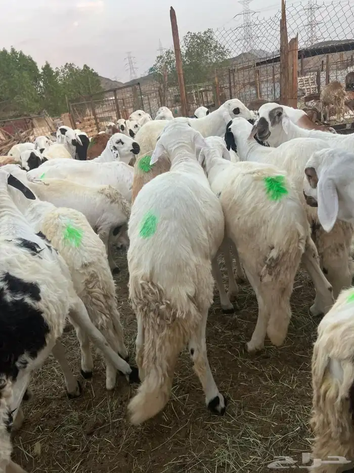 طليان سواكن 5