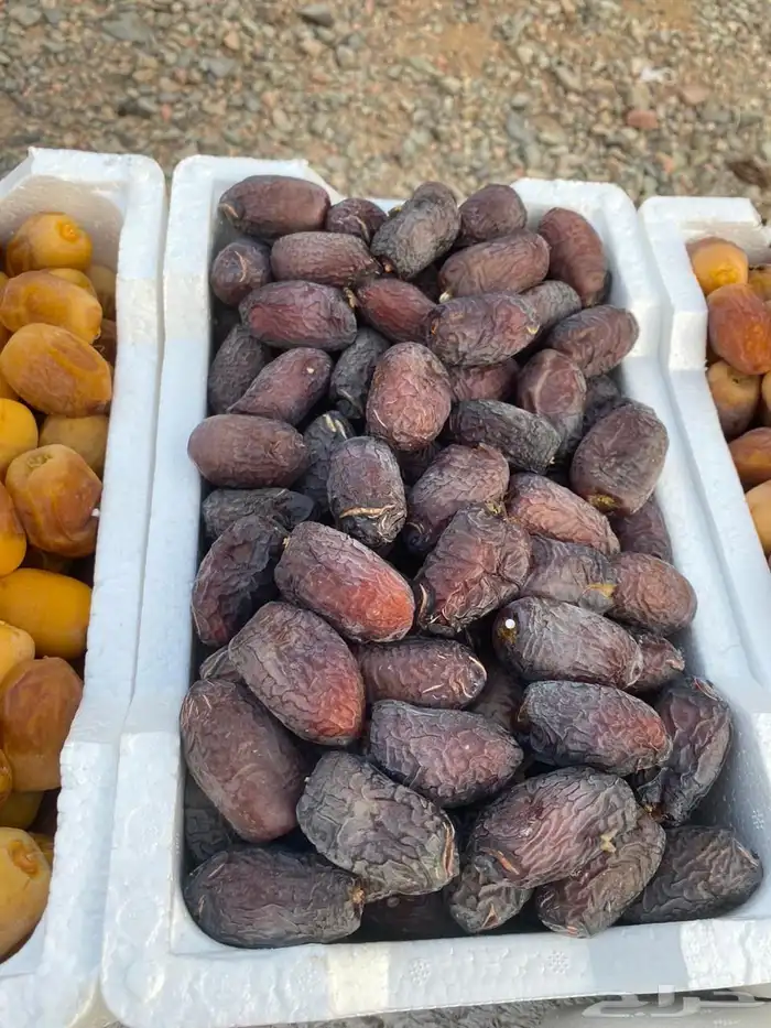 تمر عجوه المدينة فاخر وعنبرة وصفاوي وصقعي للبيع جملة 8