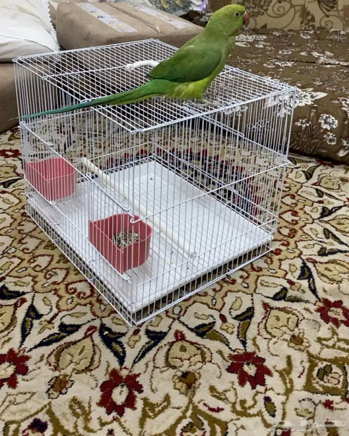للبيع دره 2