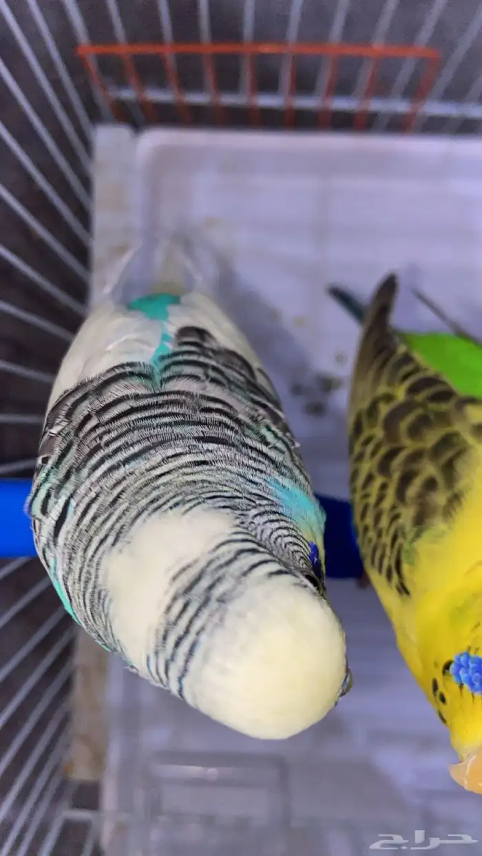 ببغاء زوج 4