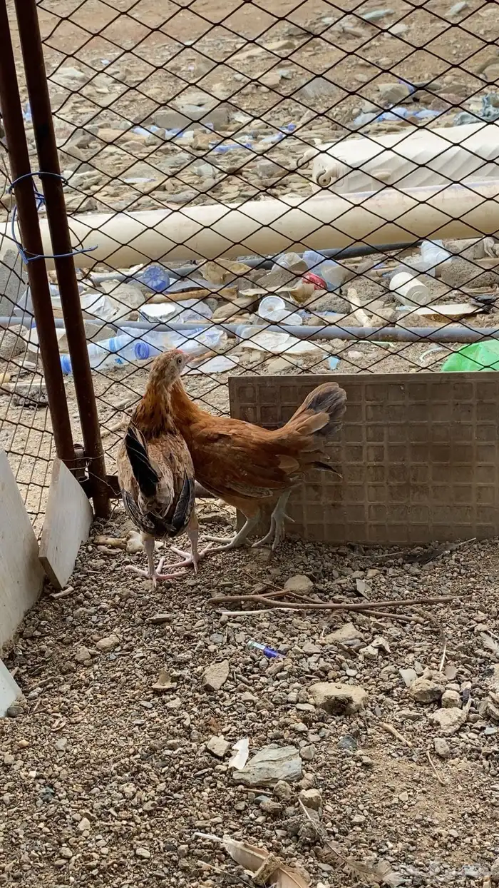 دجاج 4