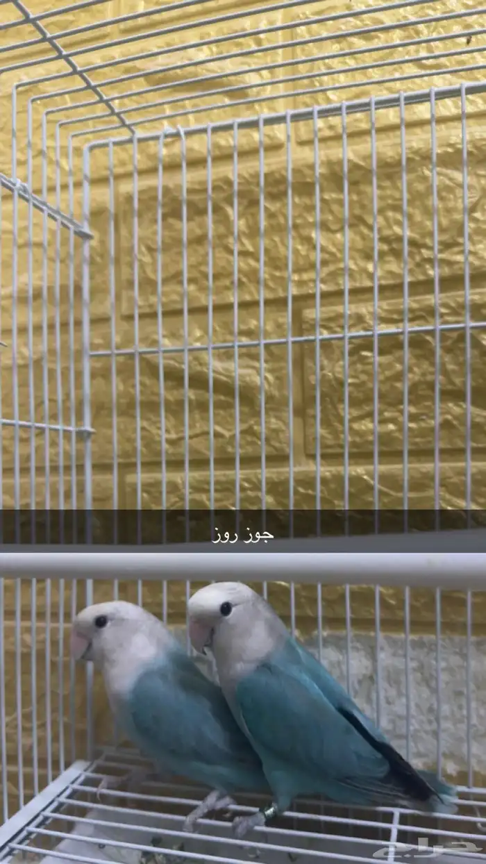 مجموعه طيور البيع للكل او ممتفرق 5