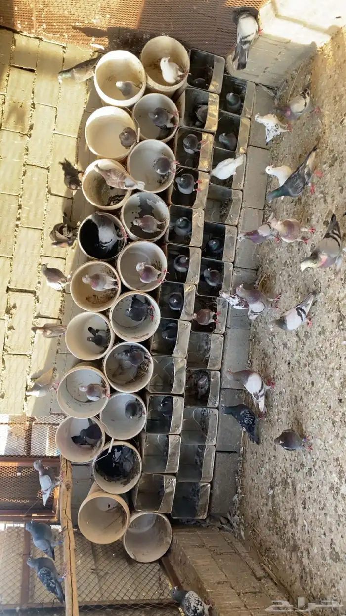 حمام زاجل و سلفر 0