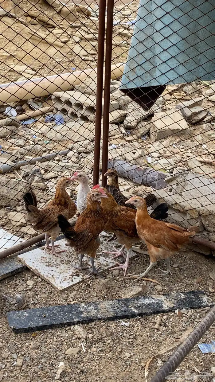 دجاج 0