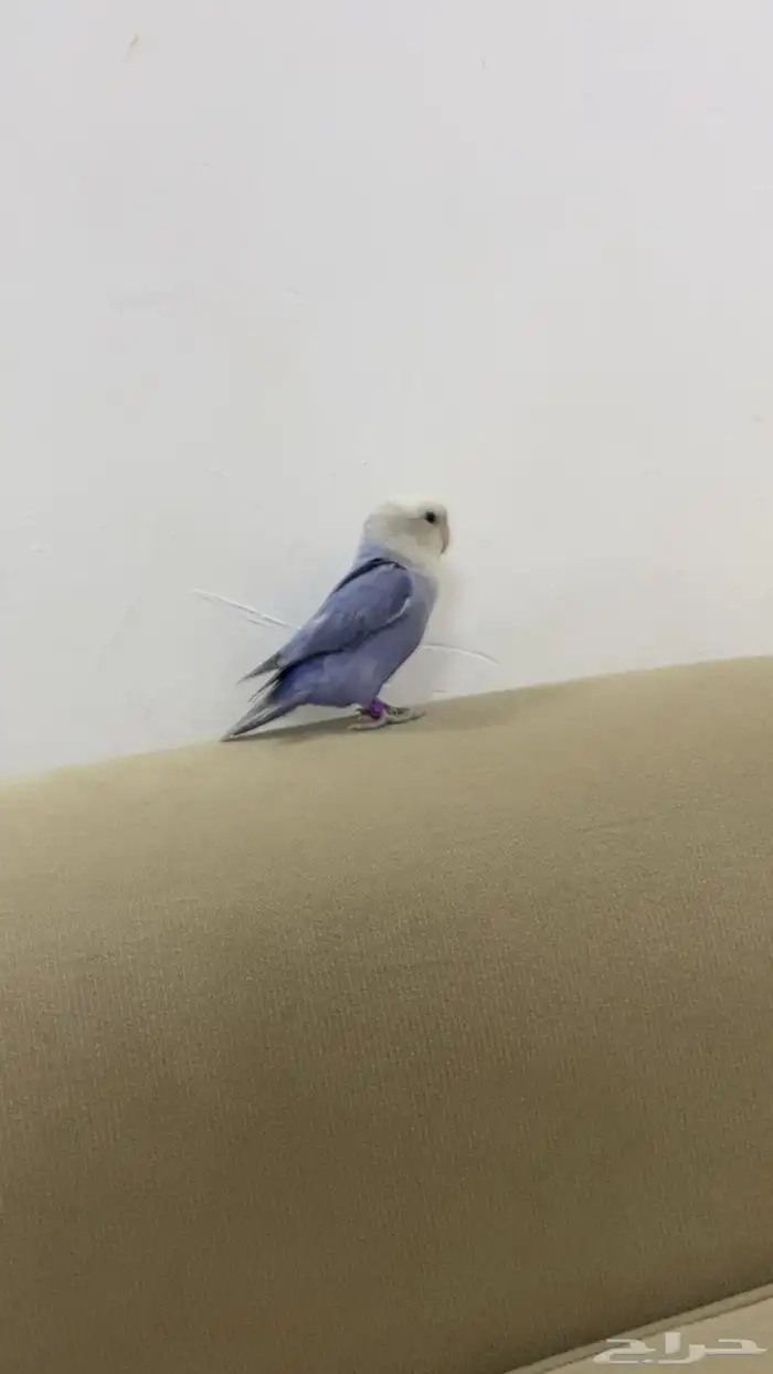 ذكر اليف عمور ما كمال سنه 2