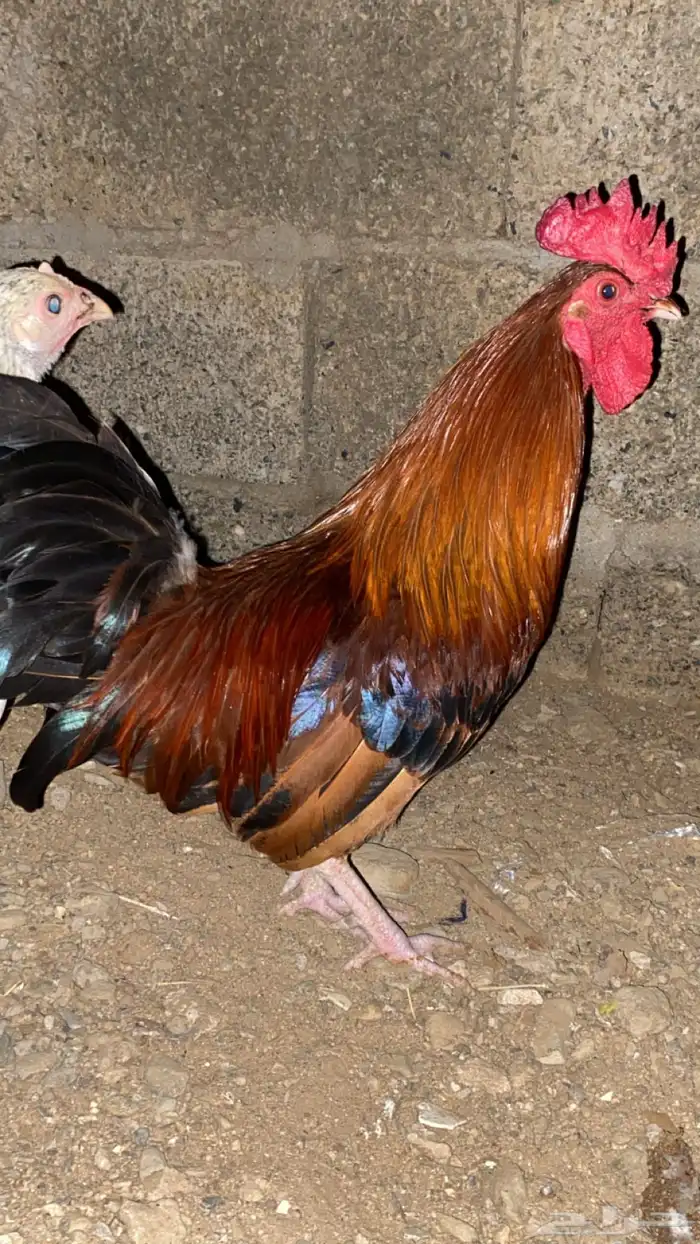 دجاج 2