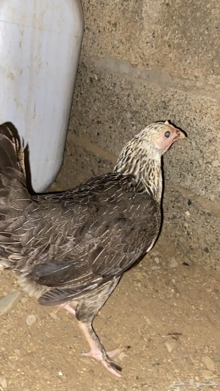 دجاج 3