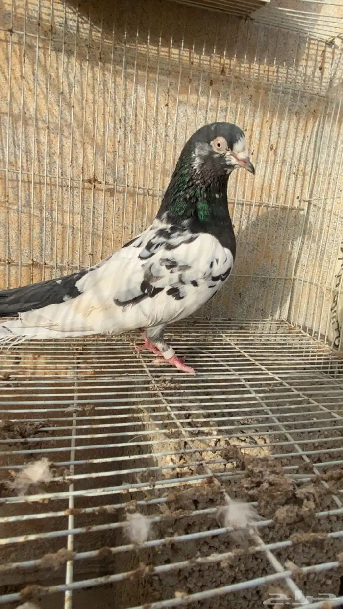حمام باكستاني 3