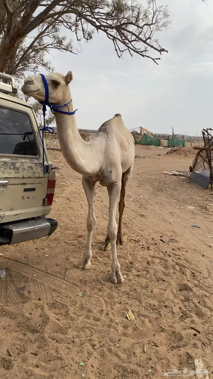 قعود للبيع مفرود 3