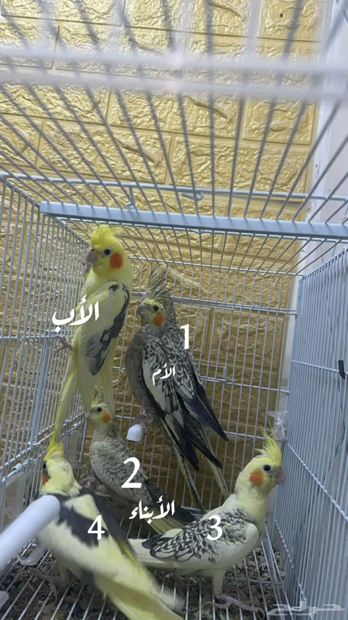 مجموعه طيور البيع للكل او ممتفرق 0