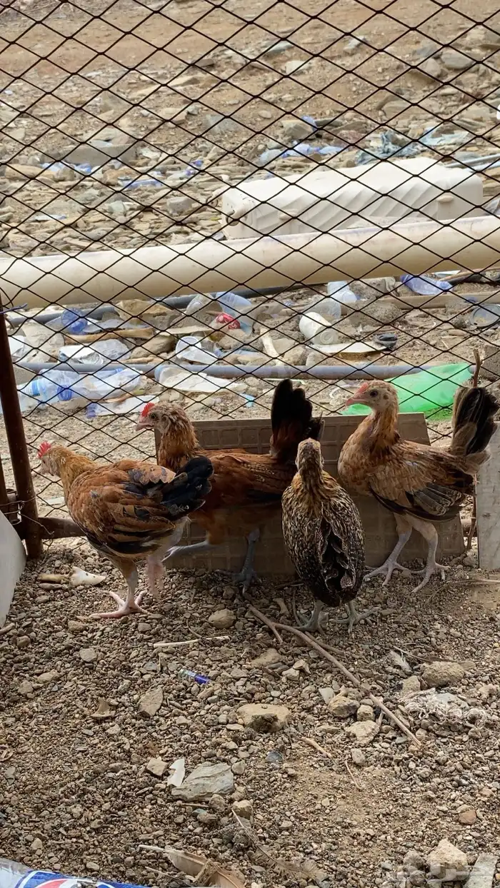 دجاج 1