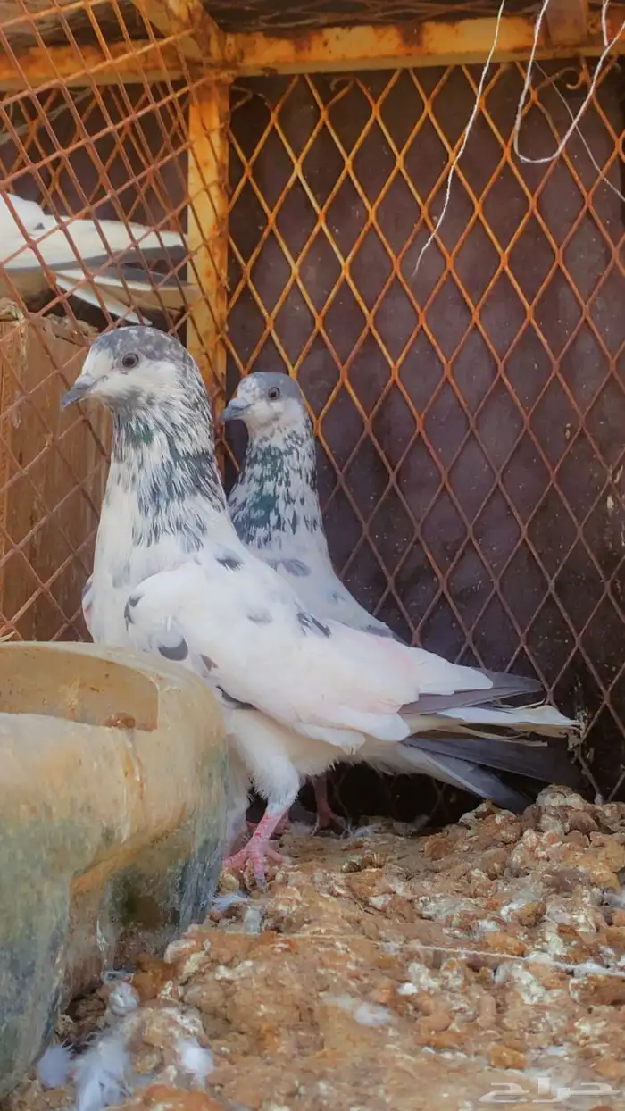 حمام باكستاني 2