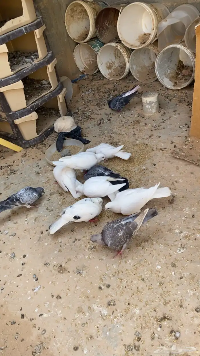 حمام زاجل وعادي للبيع 13طعشر حبه بسعر 240 2